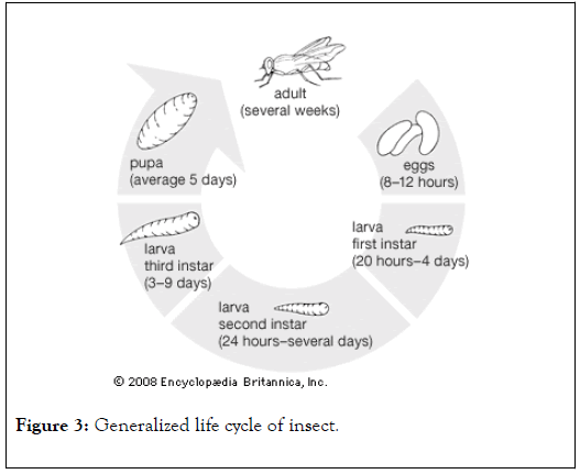 Entomology-Ornithology-Herpetology-life