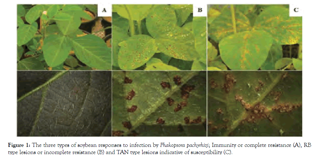 Food-Research-soybean-responses