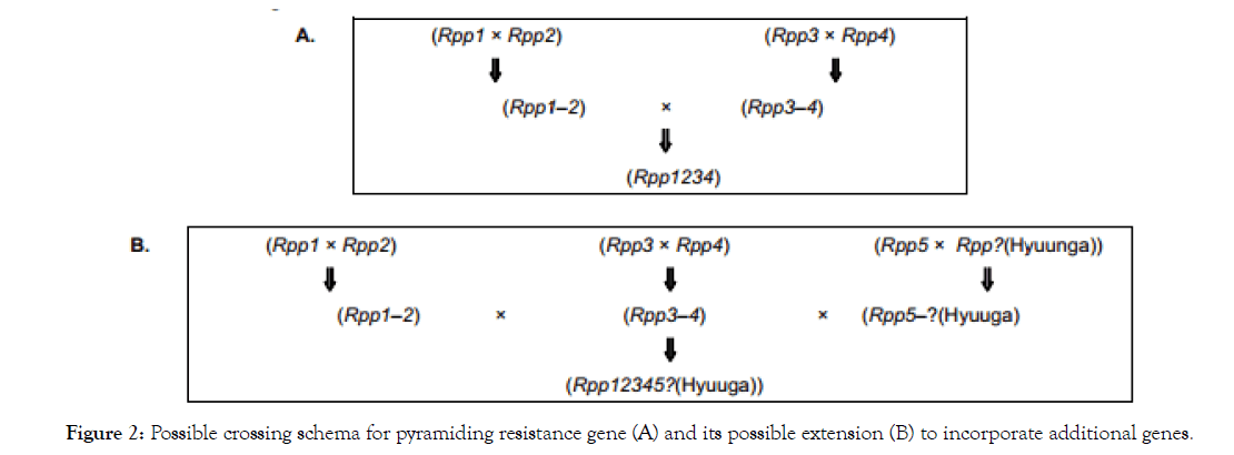 Food-Research-soybean-responses