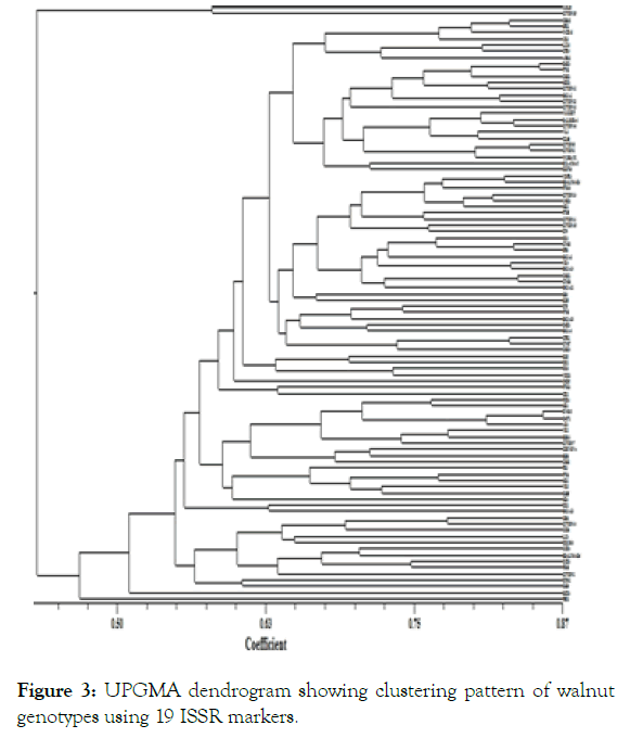 Ntsys software for dendrogram learning