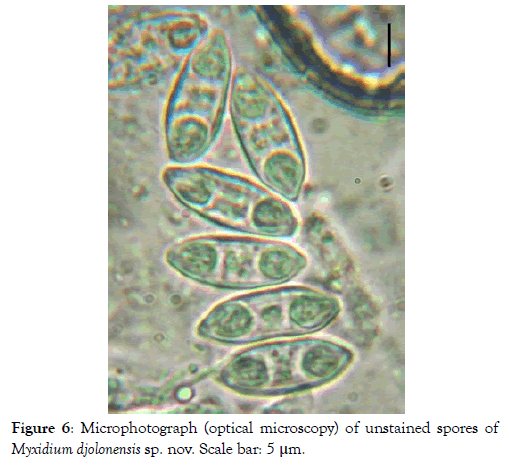 fisheries-and-aquaculture-journal-djolonensis