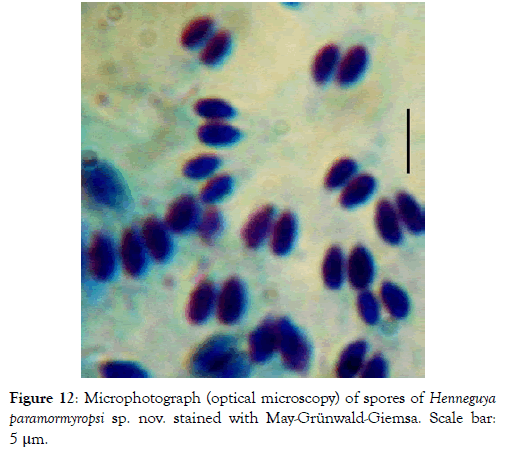 fisheries-and-aquaculture-journal-microscopy