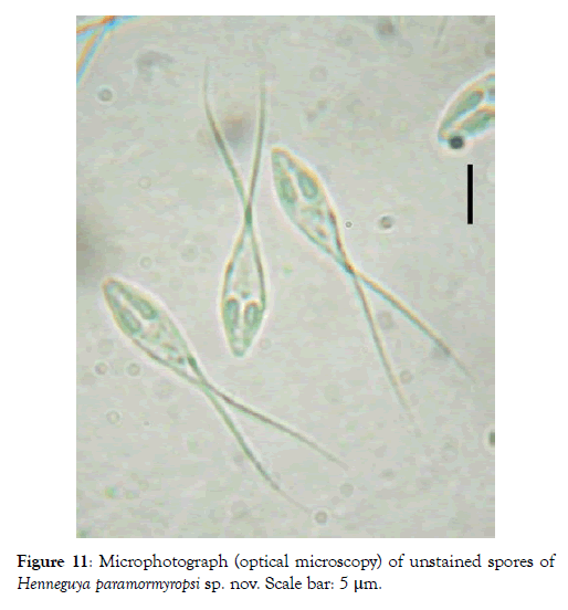 fisheries-and-aquaculture-journal-paramormyropsi