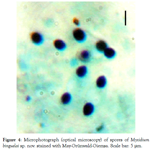 fisheries-and-aquaculture-journal-stained