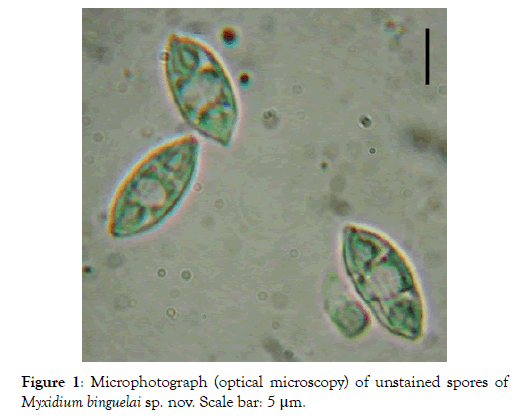 fisheries-and-aquaculture-journal-unstained