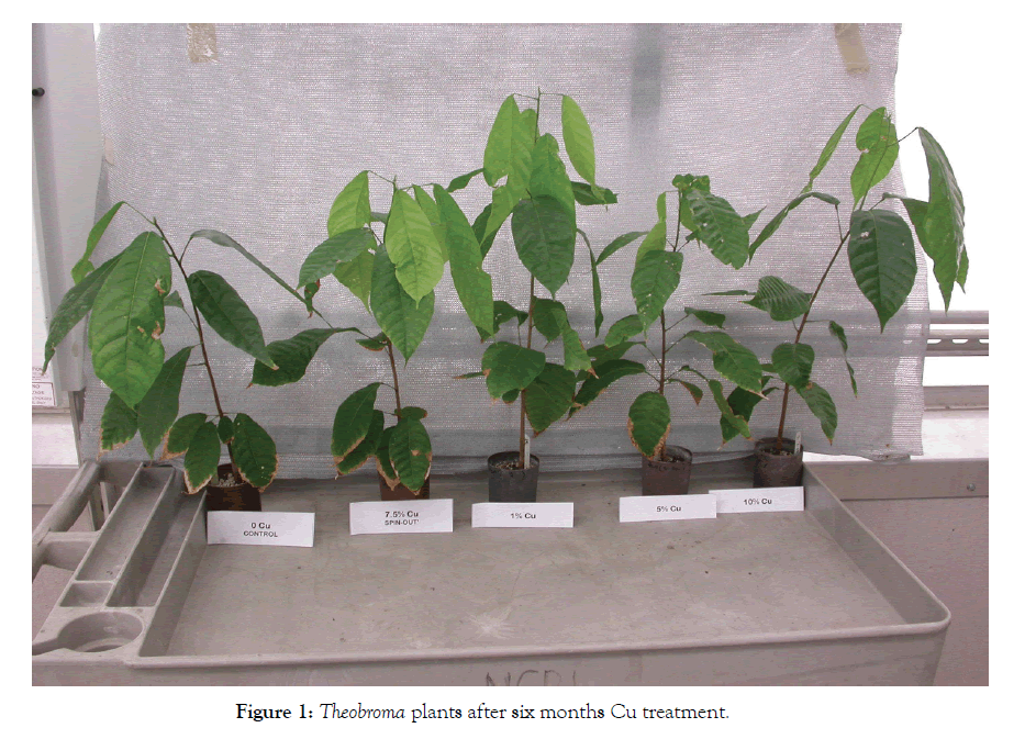 horticulture-Cu-treatment