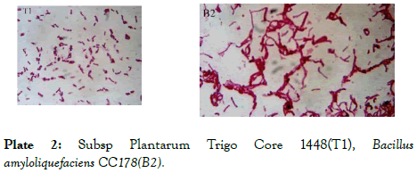 plant-biochemistry-physiology-Plantarum-Trigo