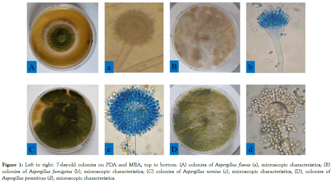 Application and Evaluation of the Loop-Mediated Isothermal