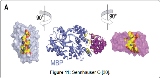 proteomics-bioinformatics-Sennhauser