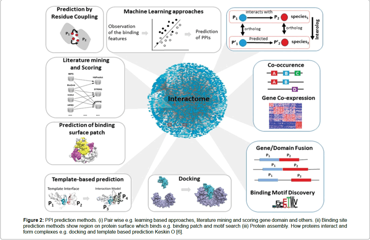 Метод шоу. DMPK Gene Protein interaction. Гены Patch 1. Manganese Cluster d1 Protein. The method that is most often used for the Design of Low Molecular Weight inhibitors of Protein-Protein interactions.