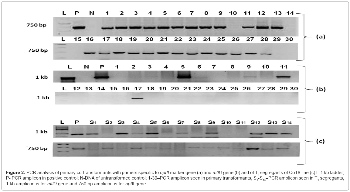 Marker-free Transgenic Tomato with Engineered Mannitol Accumulati