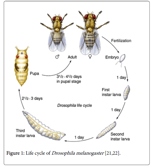 Life Span & Life Cycle of Fruit Fly