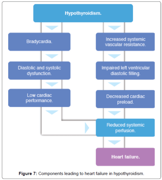 Role Of Thyroid Hormones In Different Aspects Of Cardiovascular S