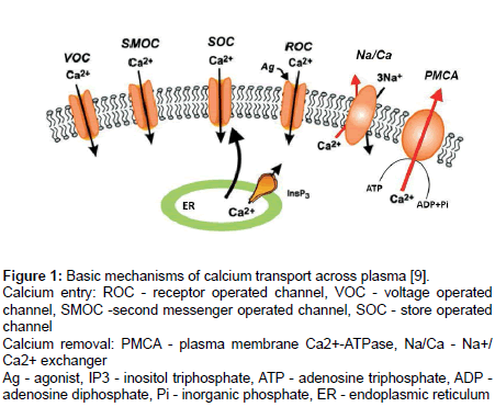 Kidney-Abdominal-Basic-mechanisms