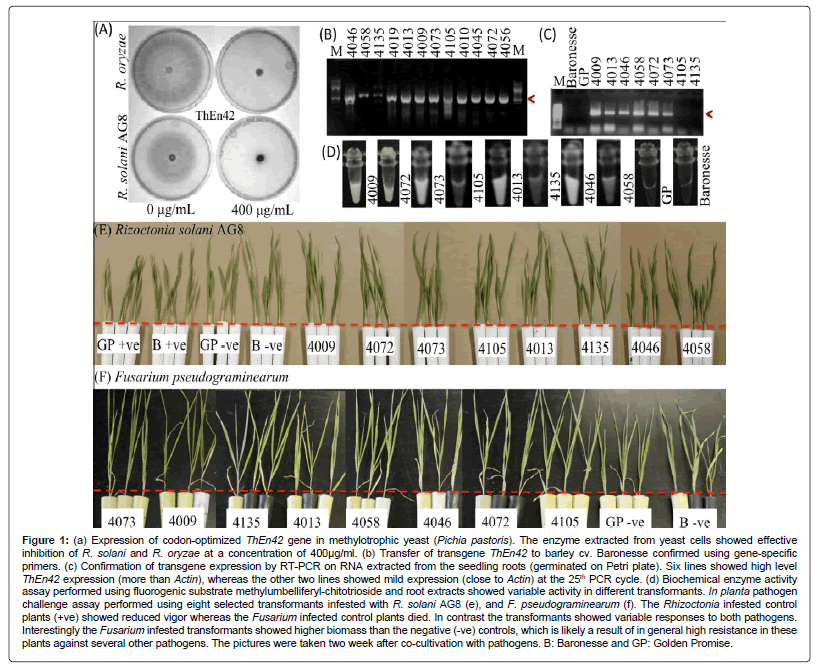 medicinal-aromatic-plants-codon-optimized