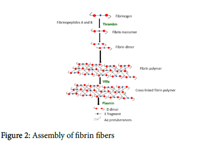 fibrin structure
