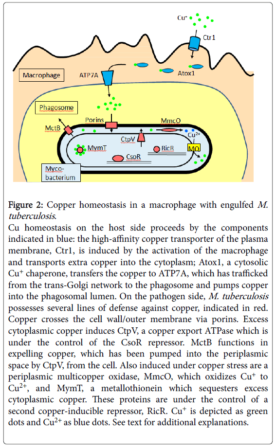 Mycobacterial Diseases Copper Homeostasis   Mycobacterial Diseases Copper Homeostasis 6 210 G002 