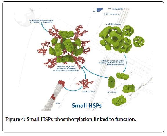 pharmaceutical-care-health-systems-Small-HSPs