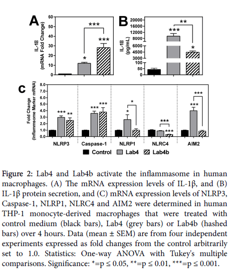 probiotics-health-human-macrophages