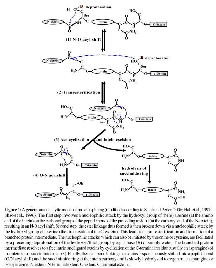 proteomics-bioinformatics-autocatalytic