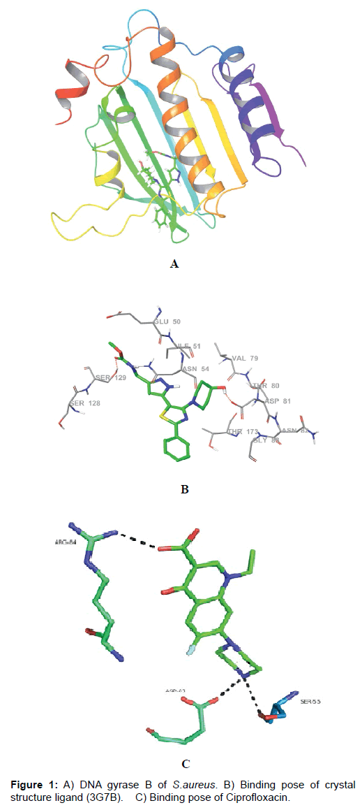 proteomics-bioinformatics-gyrase-crystal-ciprofloxacin