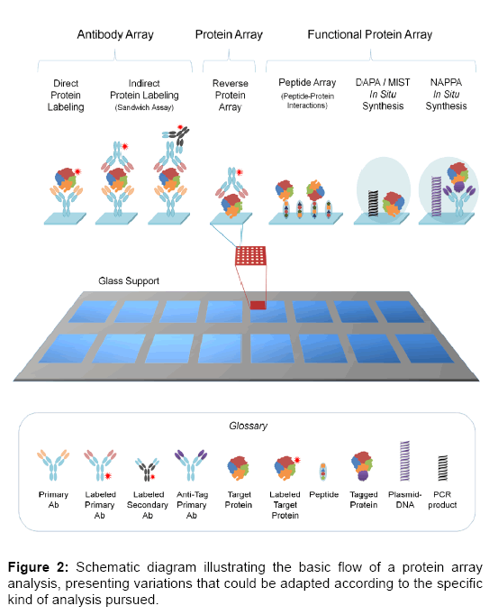 Protein Microarrays as Tools for Functional Proteomics: Achieveme