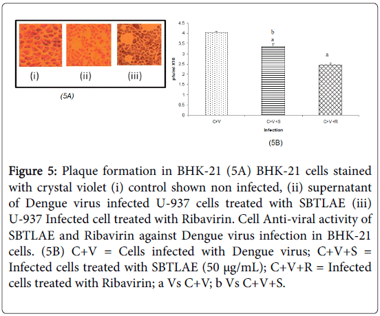 virology-mycology-Plaque-formation